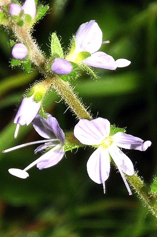 Veronica officinalis